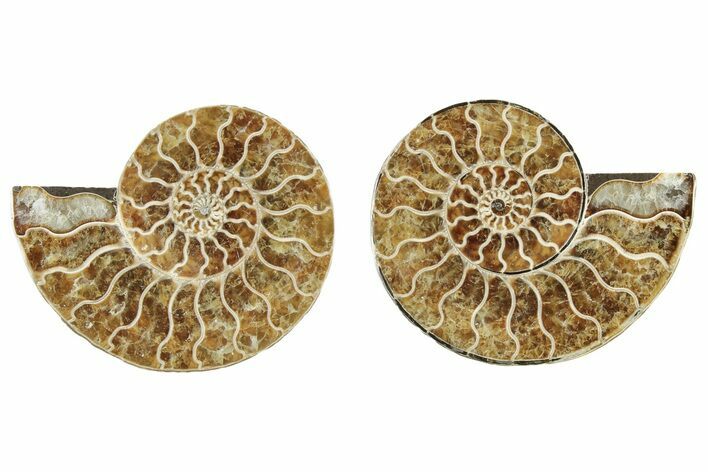 Cut & Polished, Agatized Ammonite Fossil - Madagascar #234413